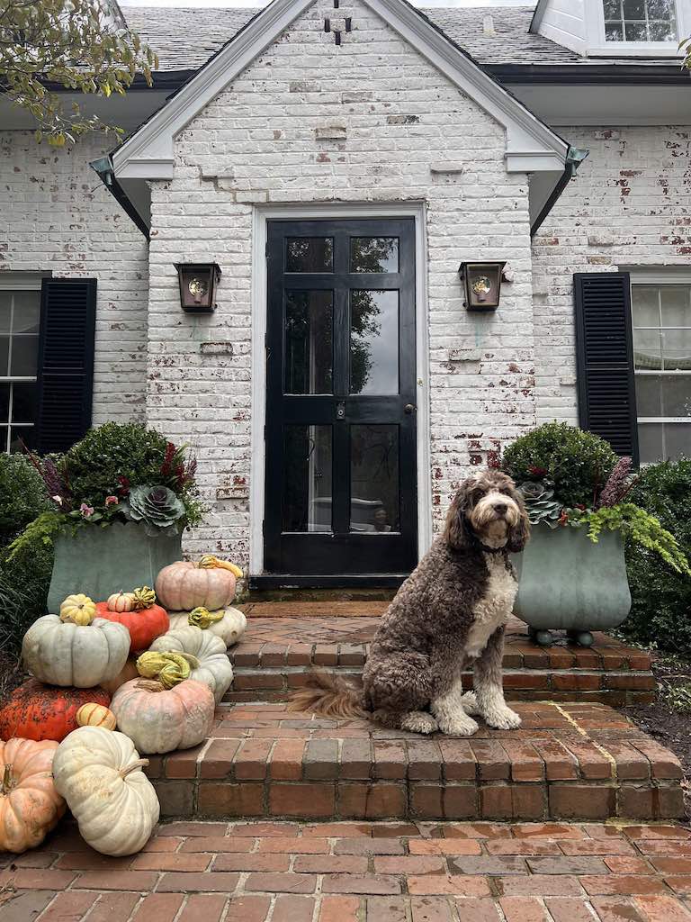 Dog sitting on a brick step in front of a white brick house with pumpkins and decorative plants.
