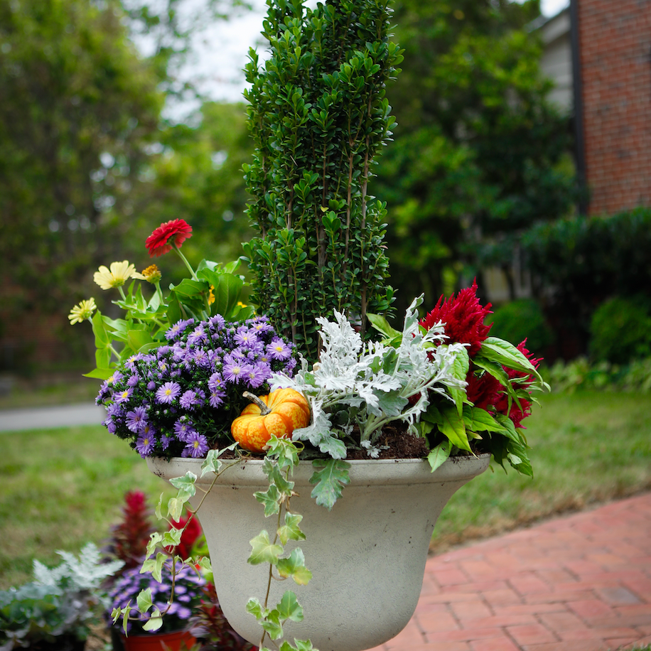 Large white planter with cone box wood, green plants, and purple, red, and yellow flowers. Pot includes pumpkin.