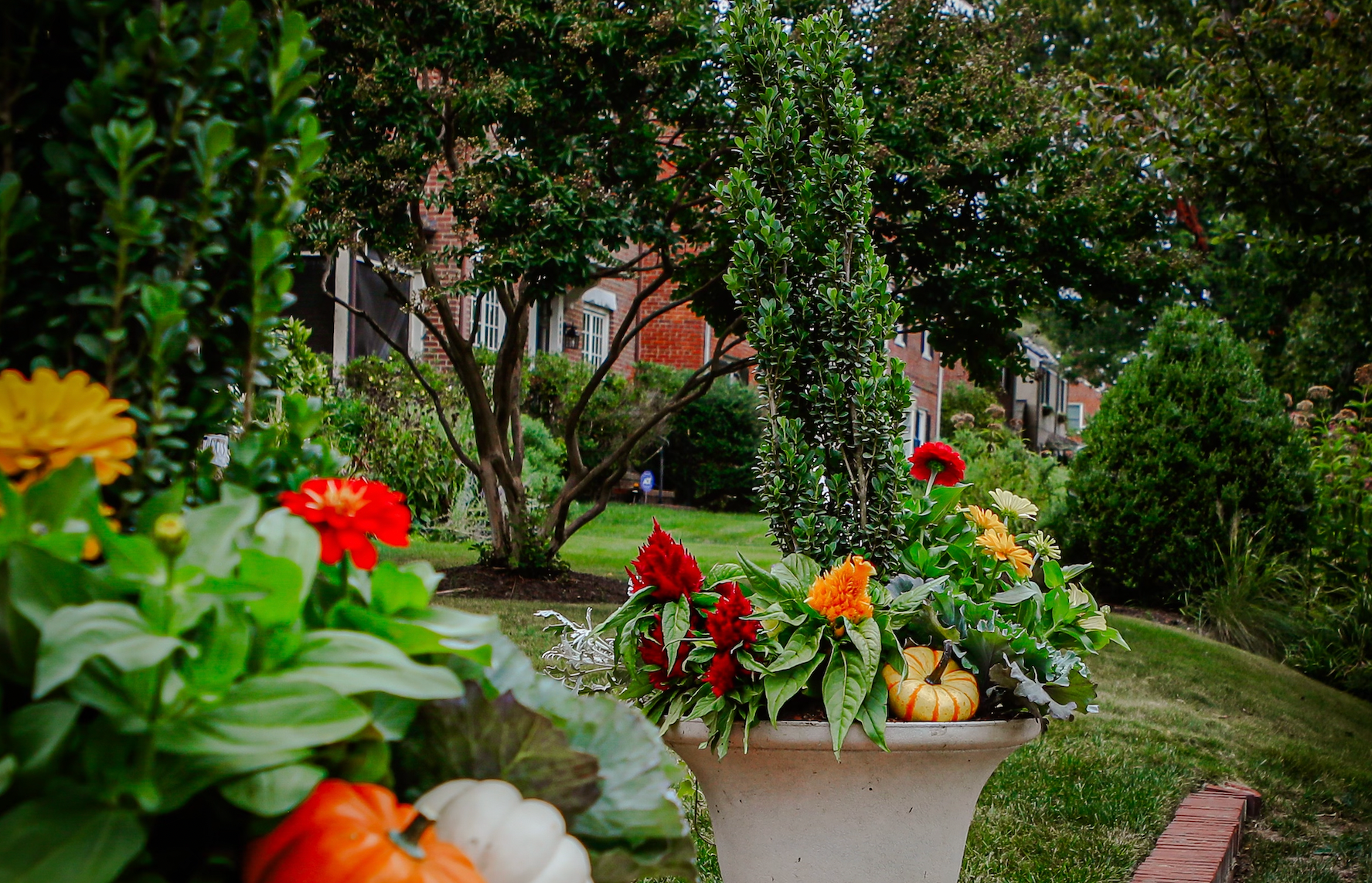 Large planters aligning walkway with boxwood surrounded by green plants, red and orange flowers, and pumpkins.