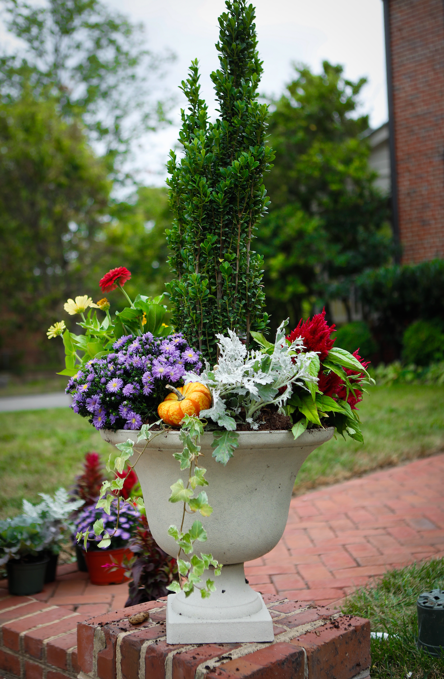 Large white planter with cone box wood, green plants, and purple, red, and yellow flowers.  Pot includes pumpkin. 