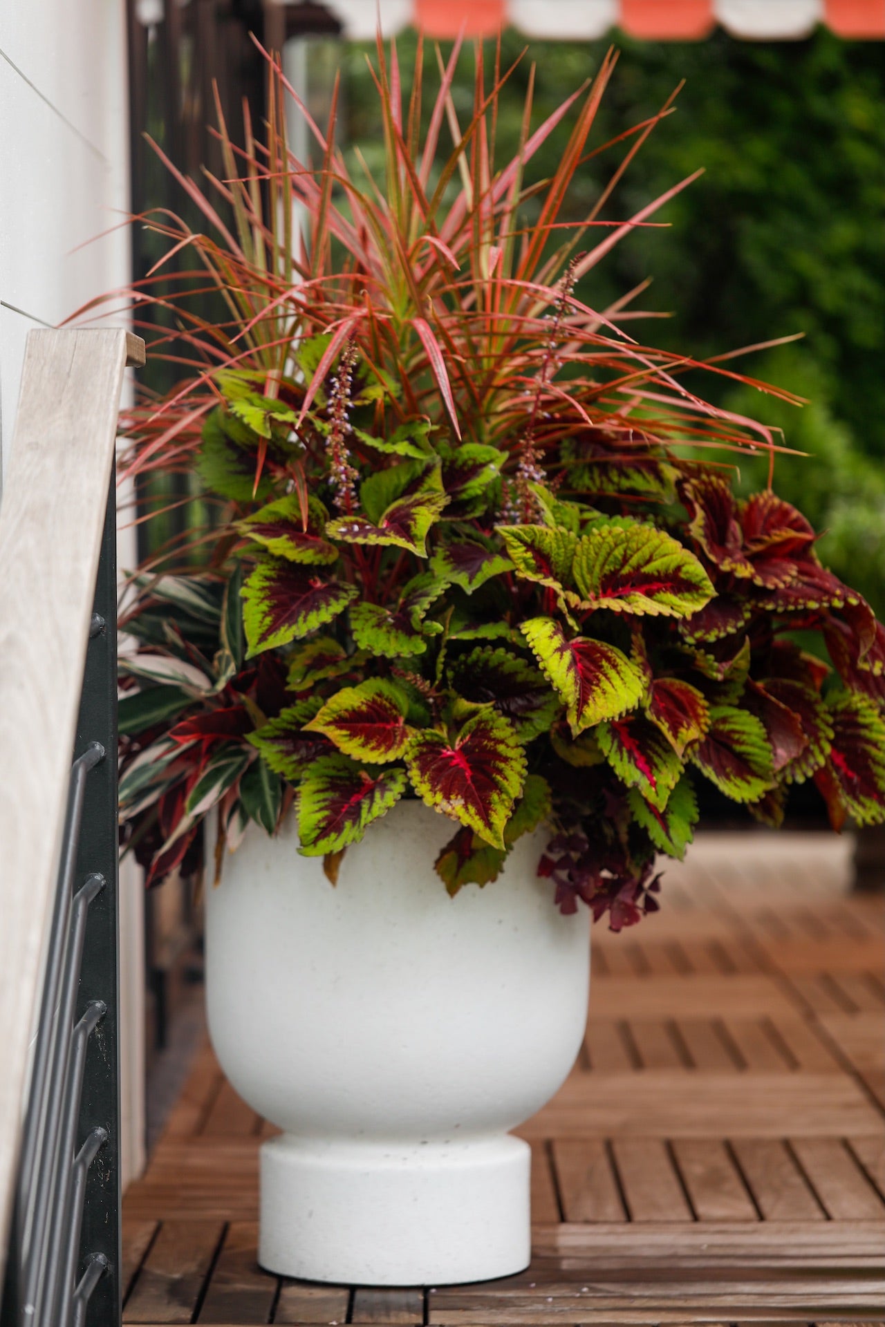 Potted plant with colorful leaves in a white container on a wooden deck.